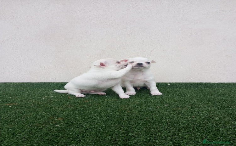 Chihuahua perros CHIHUAHUAS TOYS CABEZA MANZANA - Anuncio 4