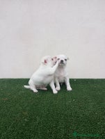 Chihuahua perros CHIHUAHUAS TOYS CABEZA MANZANA - Anuncio 10