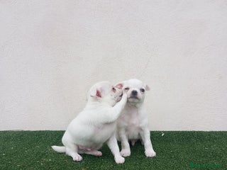 Chihuahua perros CHIHUAHUAS TOYS CABEZA MANZANA - Anuncio 28