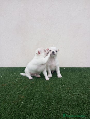 Chihuahua perros CHIHUAHUAS TOYS CABEZA MANZANA - Anuncio 1