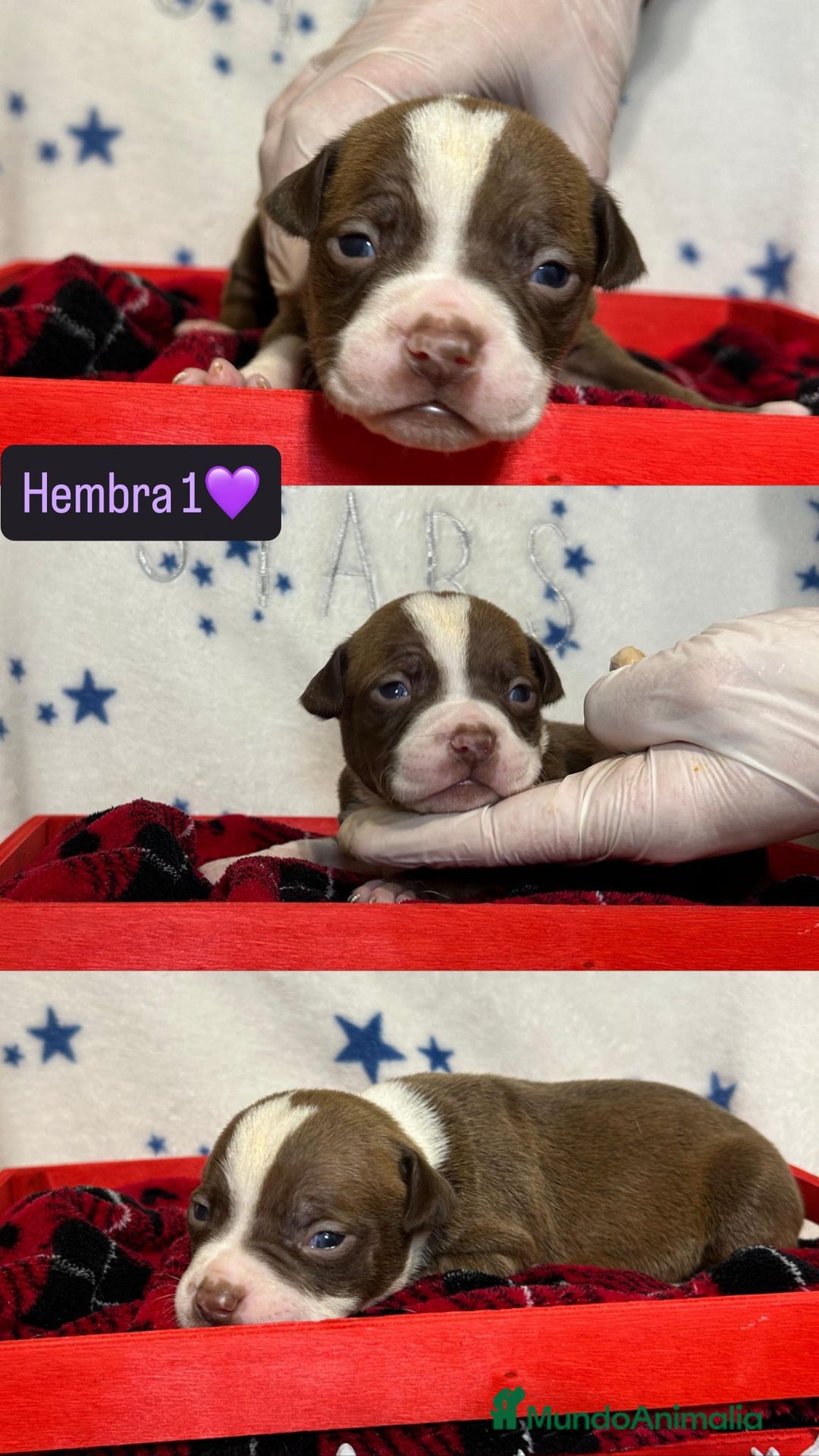 American Pit Bull Terrier perros en venta: PITBULL CALIDAD 💯 - Anuncio 2