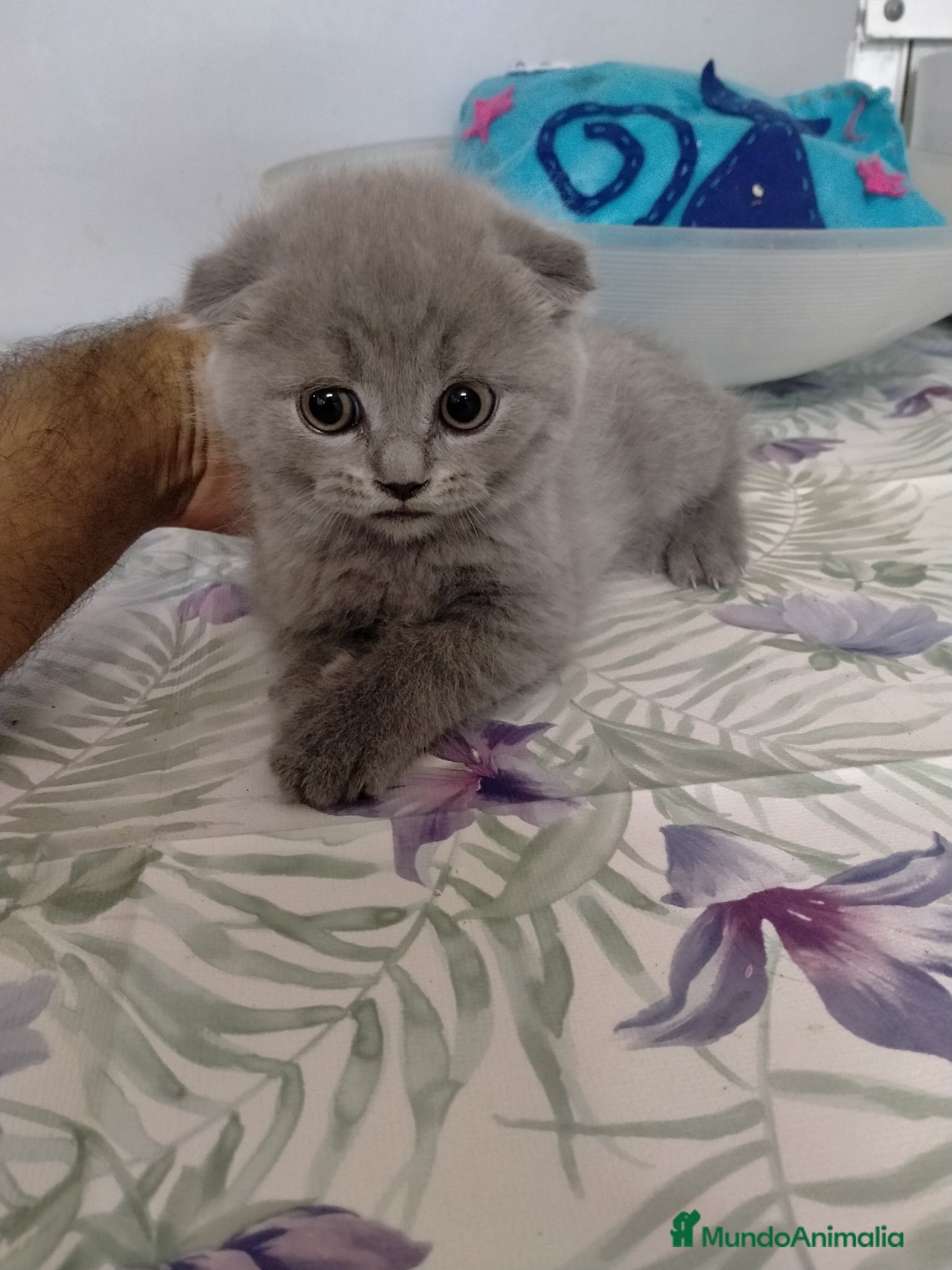 Scottish Fold gatos Gatitos scotish fould - Anuncio 2