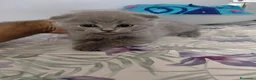 Scottish Fold gatos en venta: Gatitos scotish fould - Anuncio 1