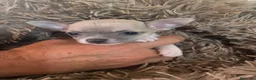 Chihuahua perros en venta: Chihuahua hembrita - Anuncio 2