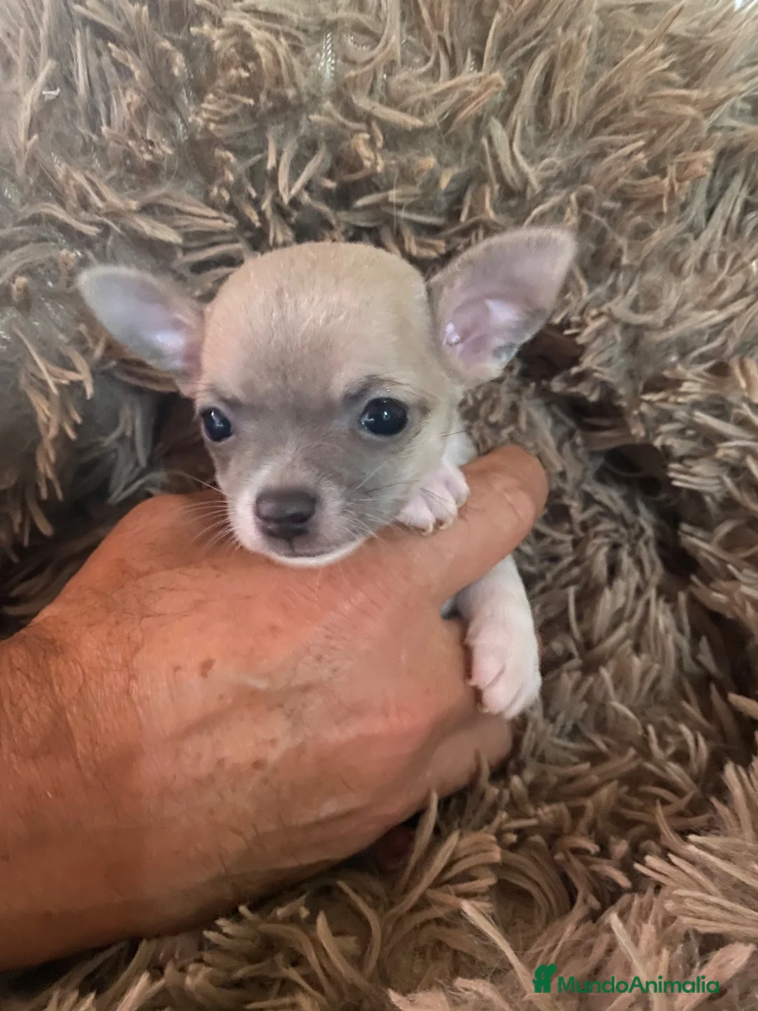 Chihuahua perros en venta: Chihuahua hembrita - Anuncio 2