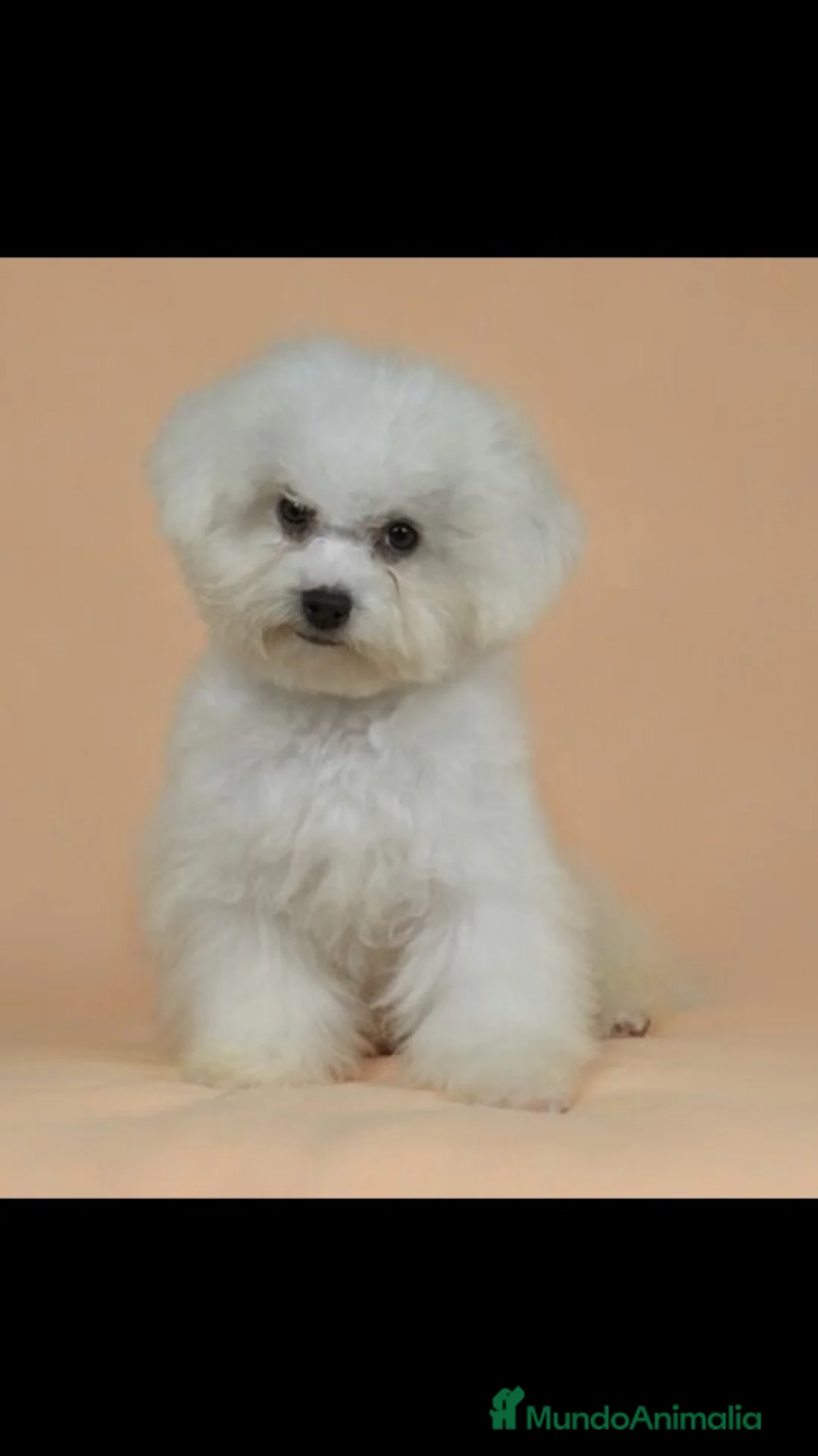 Imagen de galería {{count}}