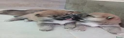 Shiba Inu perros en venta: SHIBA INU - Anuncio 5