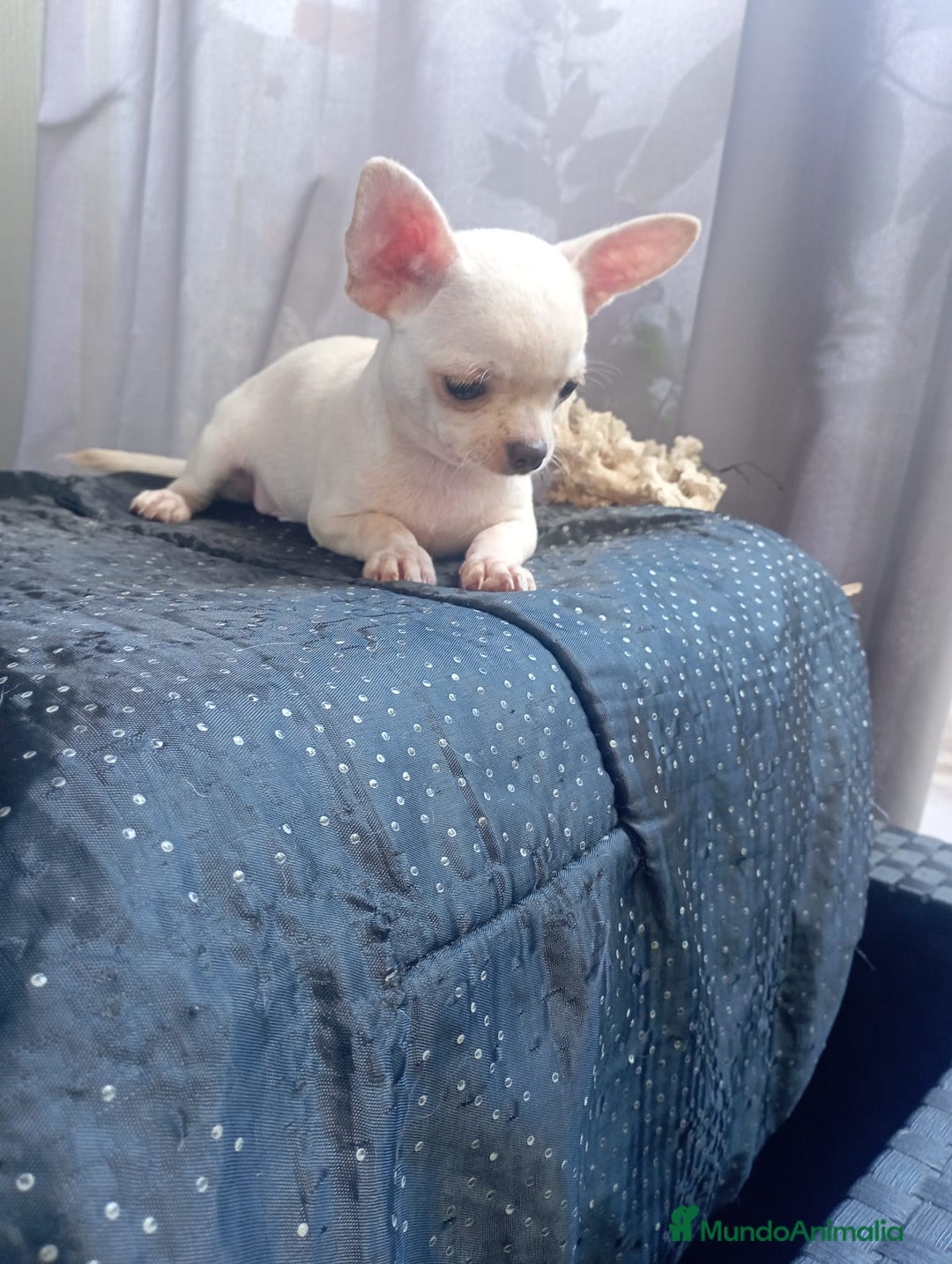 Chihuahua perros en venta: Chihuahua toy colores exóticos pelo largo y corto  - Anuncio 3