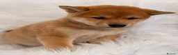 Shiba Inu perros en venta: Shiba Inu  - Anuncio 2
