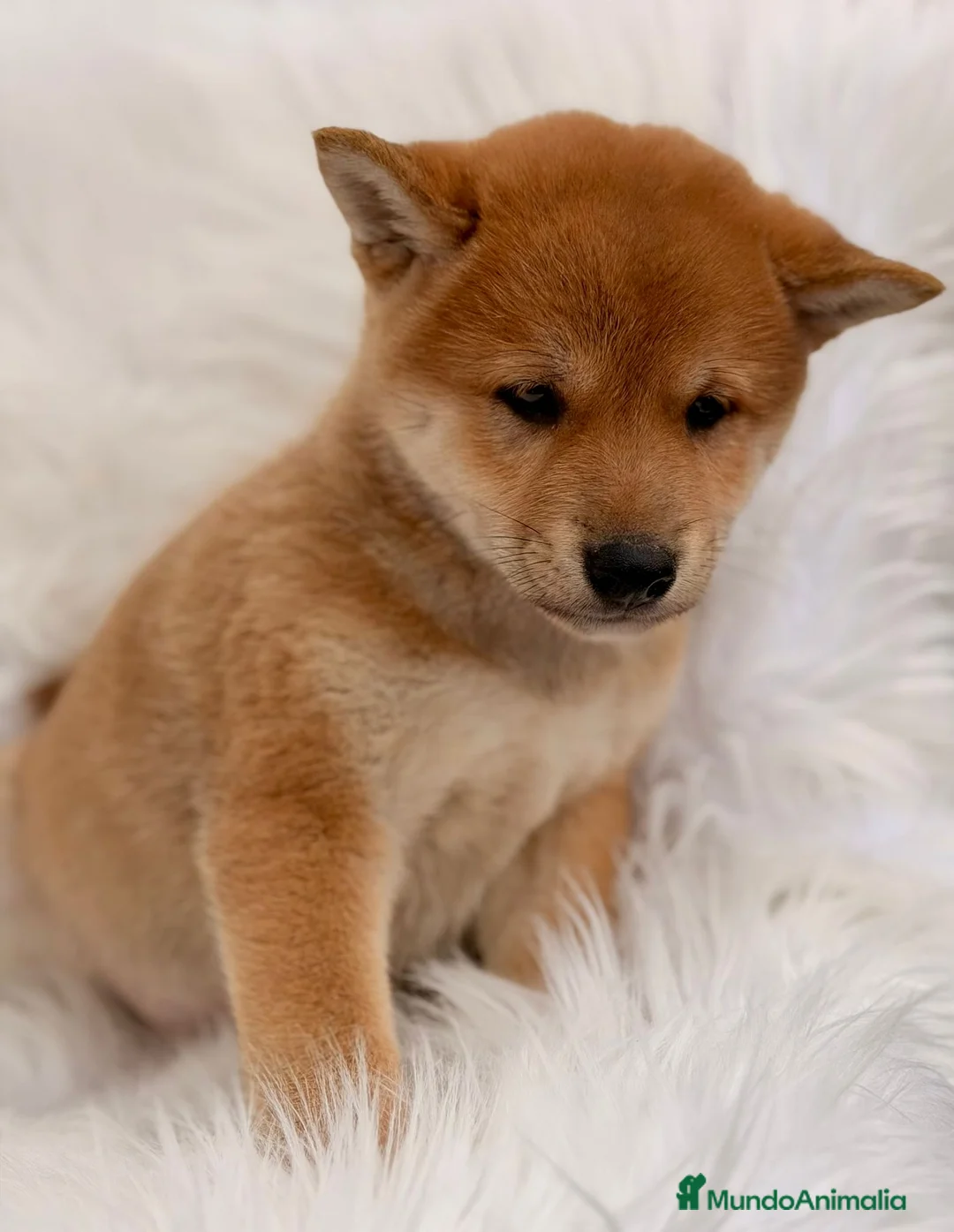 Shiba Inu perros en venta: Shiba Inu  - Anuncio 2