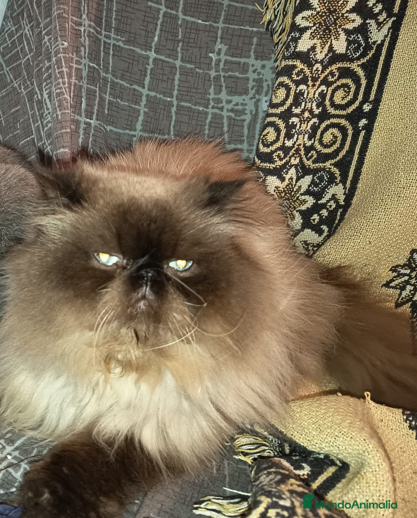 Persa gatos Persa  - Anuncio 4