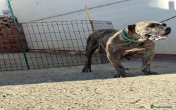Dogo Canario perros en venta: Cachorros de presa canario - Imagen 5