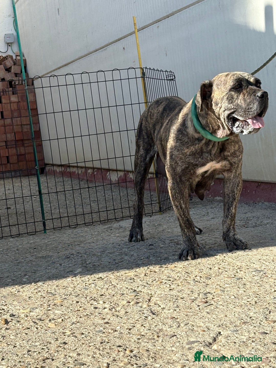 Dogo Canario perros en venta: Cachorros de presa canario - Imagen 5
