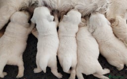 Golden Retriever perros en venta: Golden retriever  en Madrid - Imagen 4