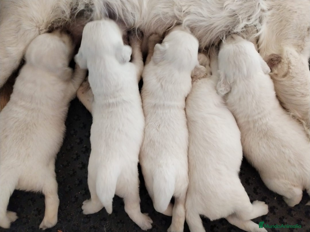 Golden Retriever perros en venta: Golden retriever  en Madrid - Imagen 4