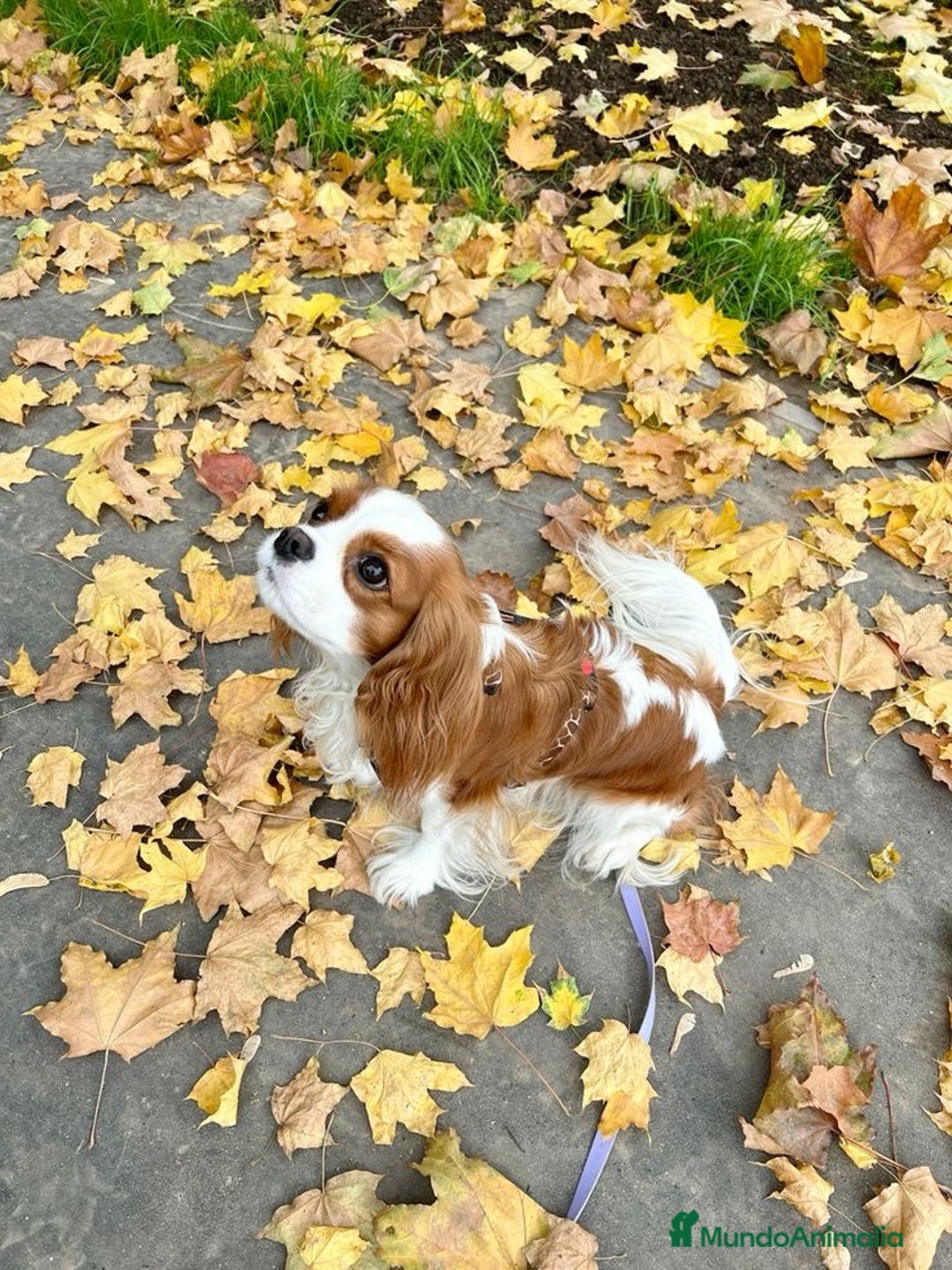 Cavalier King Charles Spaniel perros en venta: Cavalier puppy - Anuncio 1