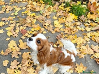 Cavalier King Charles Spaniel perros Cavalier puppy - Anuncio 1