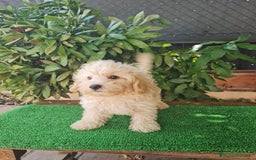 Maltipoo perros en venta: Maltipoo - Imagen 8