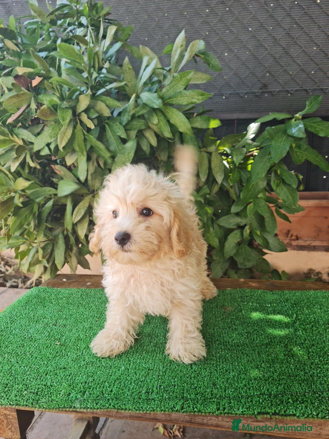 Maltipoo perros en venta: Maltipoo - Imagen 8