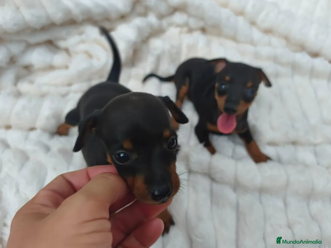 Pinscher Miniatura perros en venta: MINI PINSCHER TOY - Anuncio 6