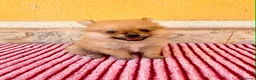 Pomerania perros en venta: Pomerania toy  - Anuncio 9