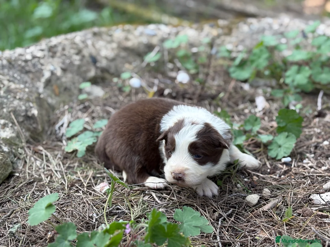 Border Collie perros en venta: 🐾🐾 Border Collie tranquilos y equilibrados 🐾🐾 - Anuncio 2