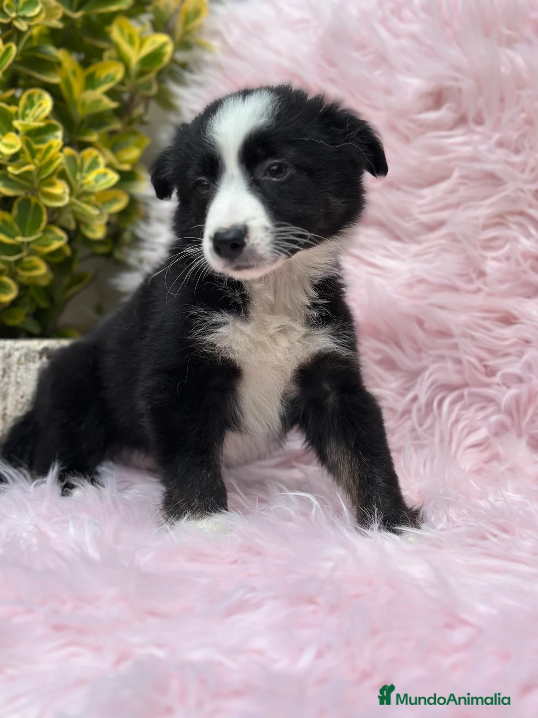 Border Collie perros en venta: PRECIOSA BORDER COLLIE BICOLOR en Barcelona - Anuncio 1