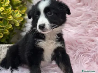 Border Collie perros PRECIOSA BORDER COLLIE BICOLOR en Barcelona - Anuncio 9