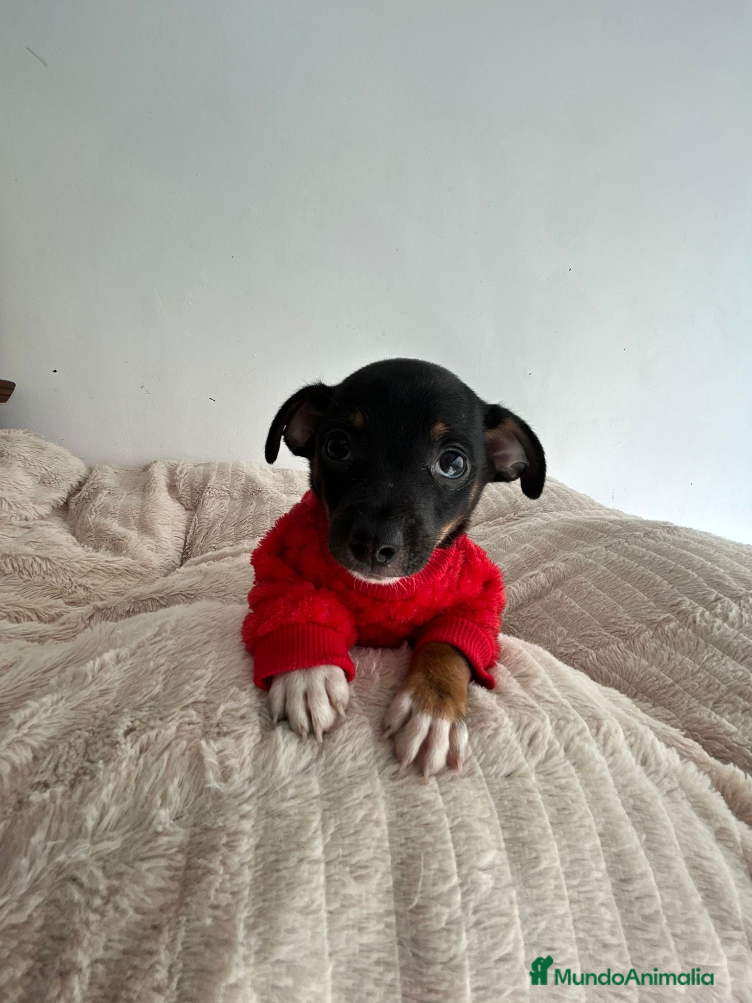 Chihuahua perros Chihuahua mini - Anuncio 1