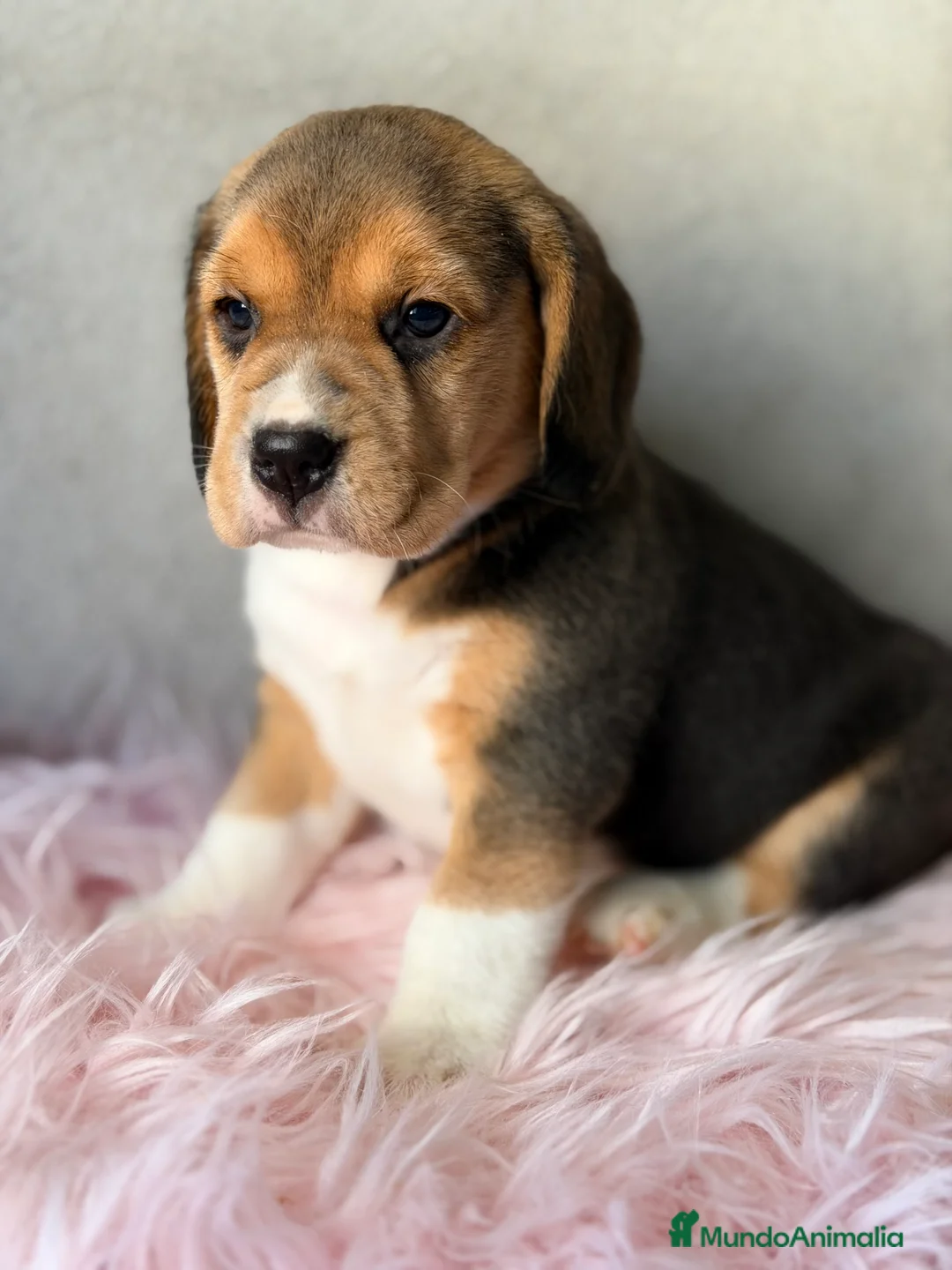 Beagle perros en venta: Beagle tricolor  - Anuncio 1