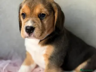 Beagle perros Beagle tricolor - Anuncio 4