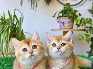 Británico de Pelo Corto gatos Gatitos british shorthair - Anuncio 1