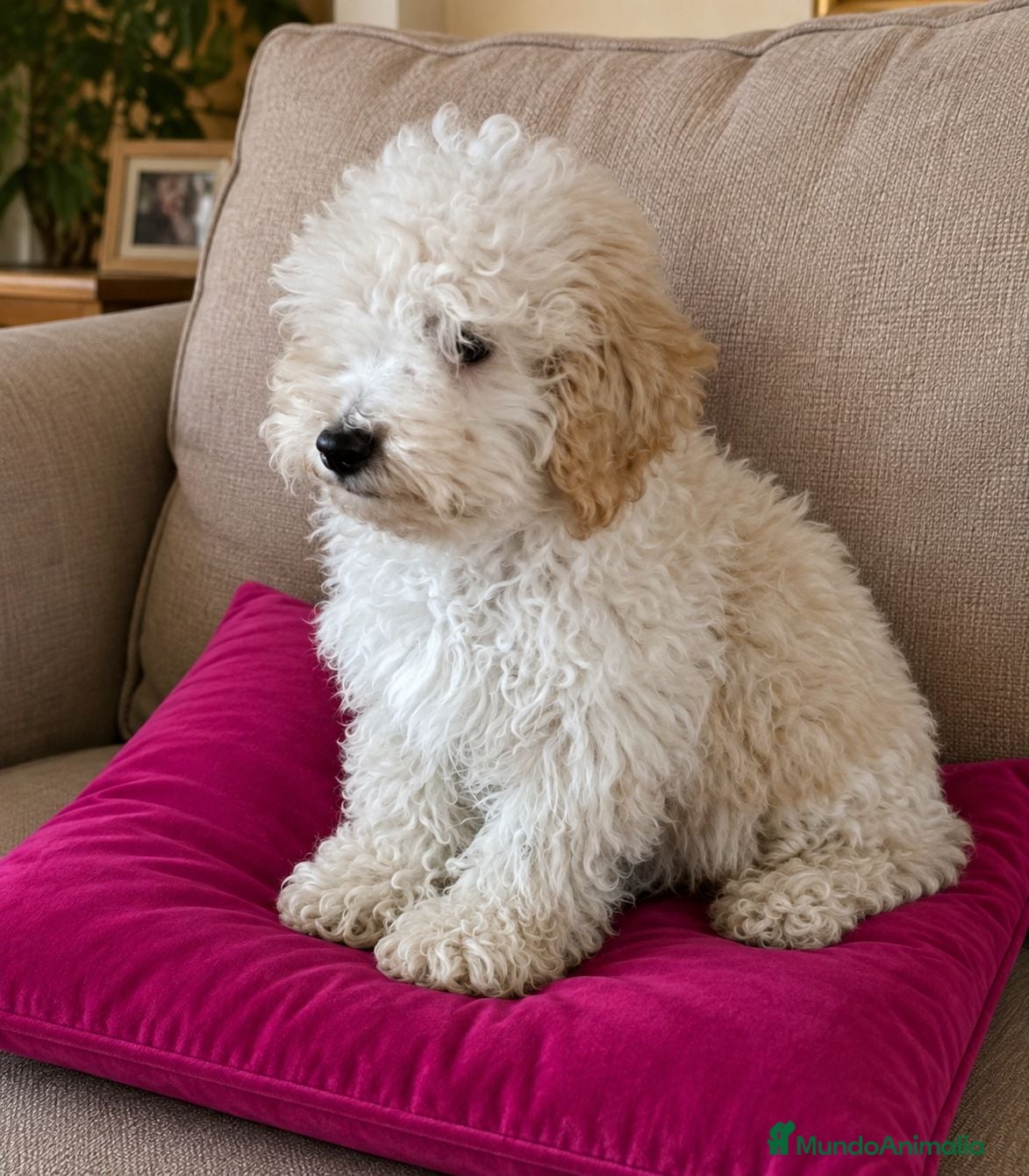 Caniche Toy perros CANICHE TOY  - Anuncio 2