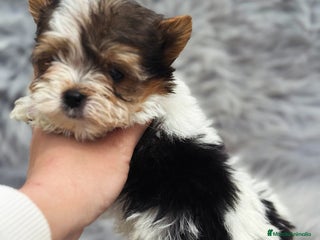 Biewer Yorkshire Terrier a la Pom Pon perros en Barcelona - Anuncio 4