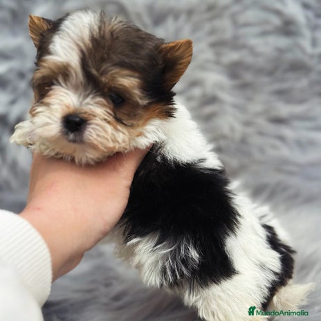 Biewer Yorkshire Terrier a la Pom Pon perros en Barcelona - Anuncio 4