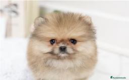 Pomerania perros en venta: Espectaculares cachorros de POMERANIA. en Madrid - Imagen 2