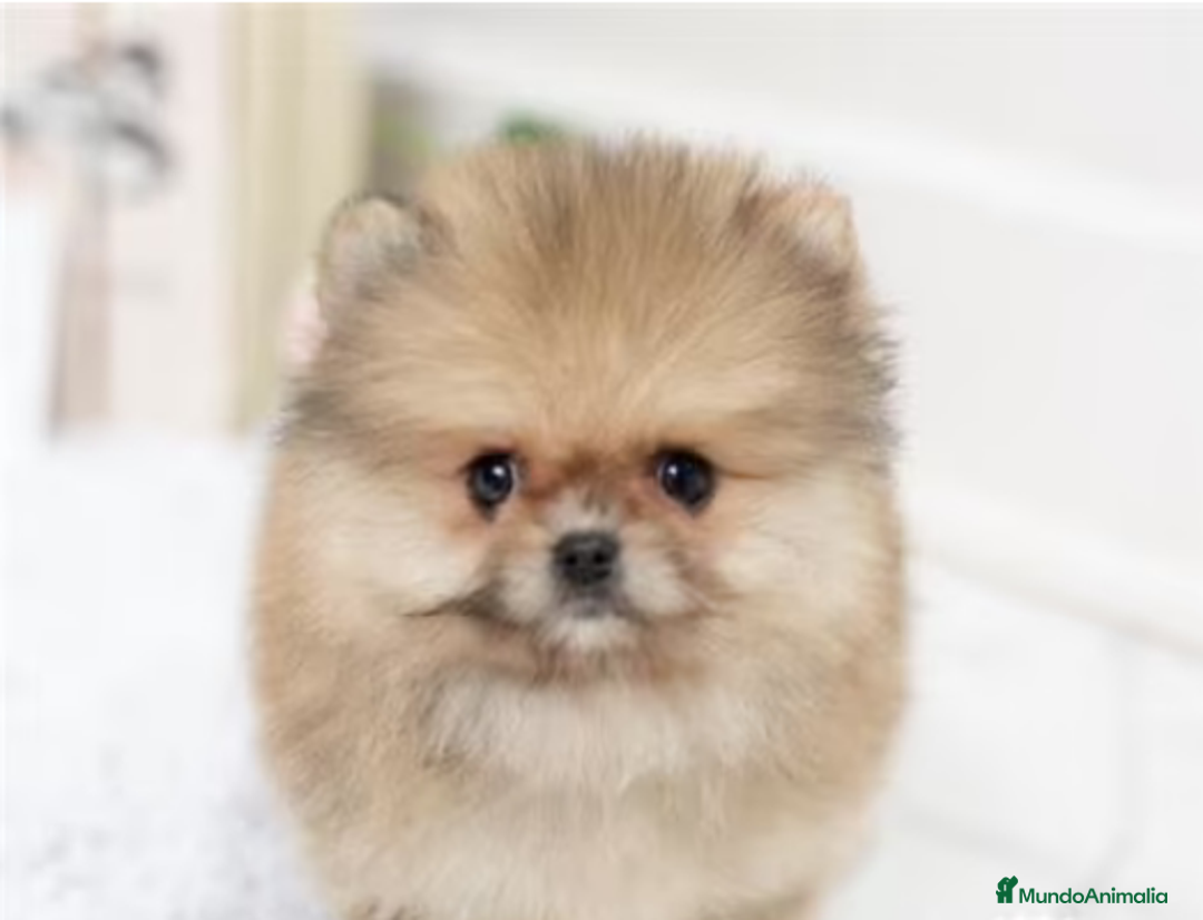Pomerania perros en venta: Espectaculares cachorros de POMERANIA. en Madrid - Imagen 2