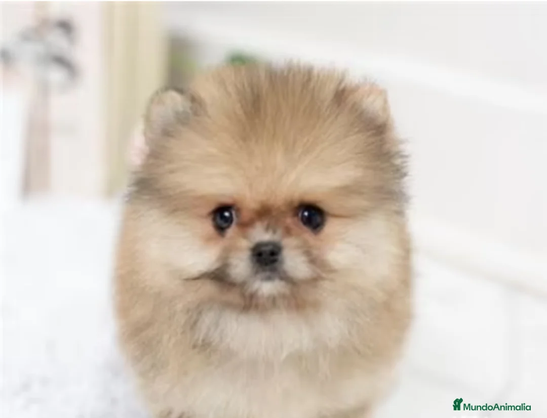 Pomerania perros en venta: Espectaculares cachorros de POMERANIA. en Madrid - Anuncio 2