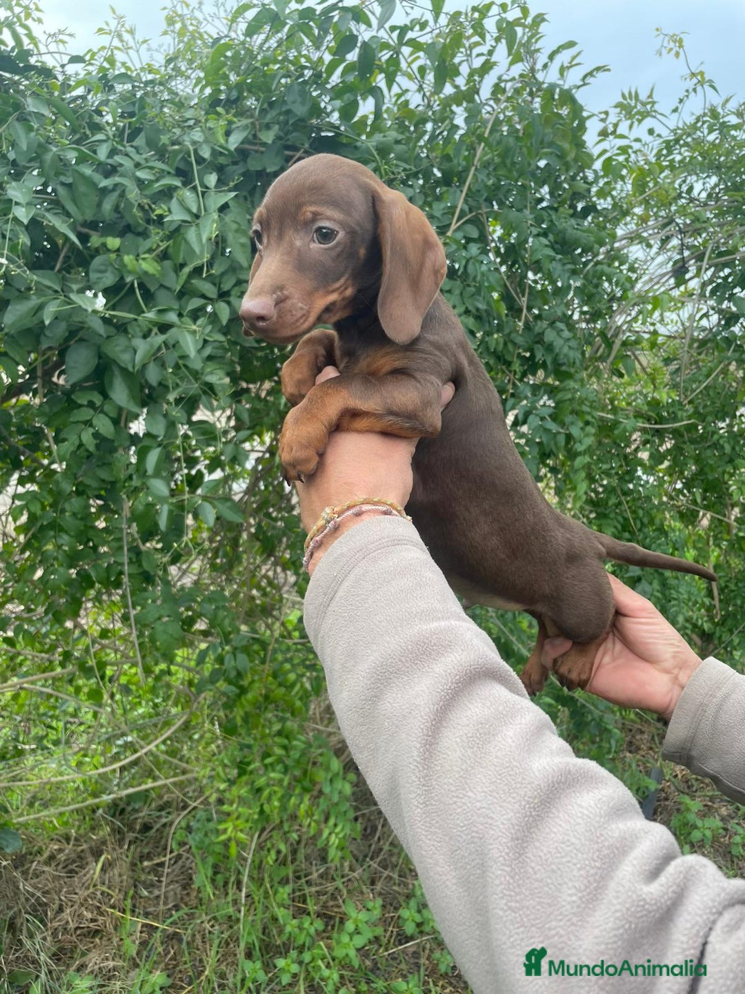 Teckel Miniatura perros en venta: TECKEL MINIATURA - Anuncio 2