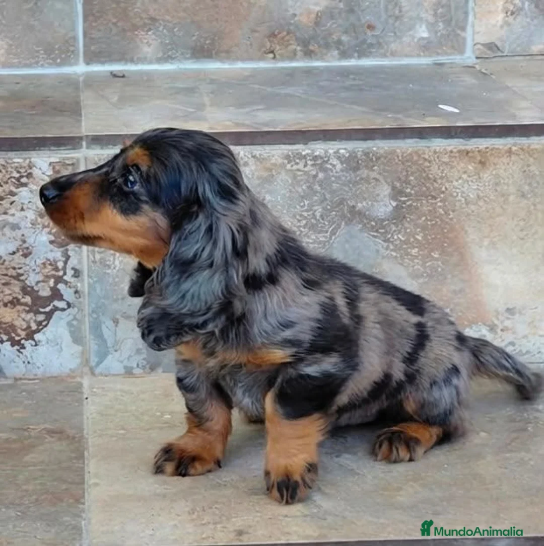 Teckel Miniatura perros en venta: PRECIOSO TECKEL PELO LARGO  en Cáceres - Anuncio 1