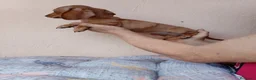 Teckel Miniatura perros en venta: Teckel canichen - Anuncio 7