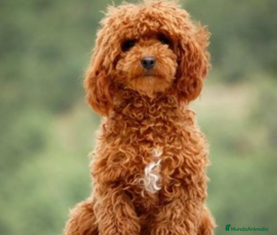 Caniche Toy perros en venta: Caniche apricot  en Badajoz - Anuncio 3