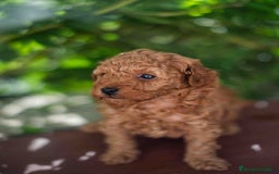 Caniche Toy perros en venta: Caniche toy macho - Imagen 3