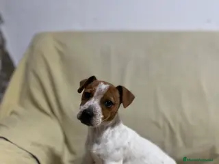 Jack Russell Terrier perros Pequeño Jack Russell 🐾🫶🏻 - Anuncio 6