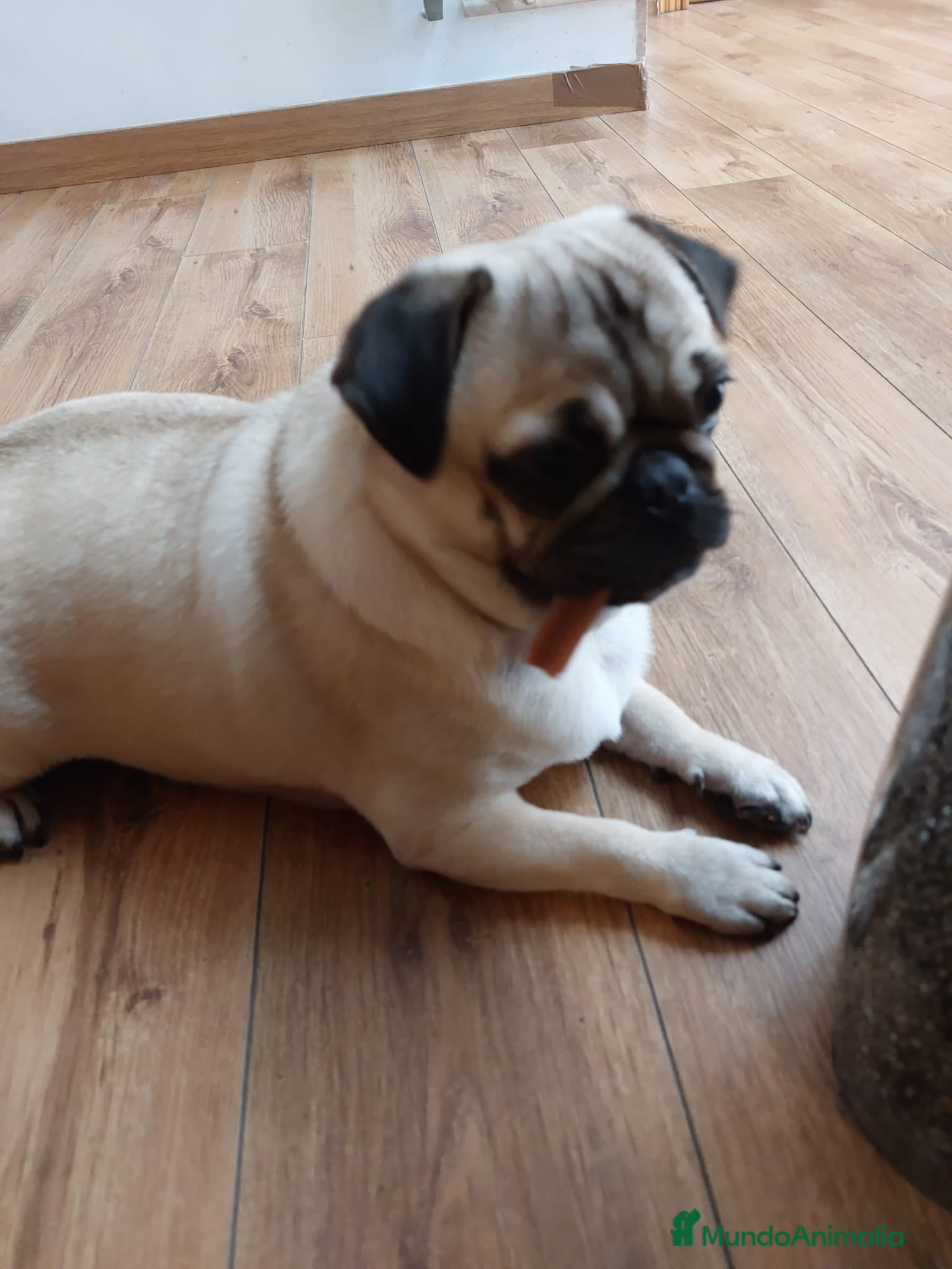 Carlino - Pug perros Carlino macho - Anuncio 2