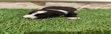 Border Collie 1