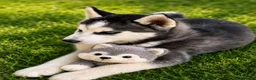 Husky Siberiano perros en venta: Husky macho  - Anuncio 2