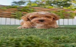 Caniche Toy perros en venta: CANICHE TOY MACHO - Imagen 9