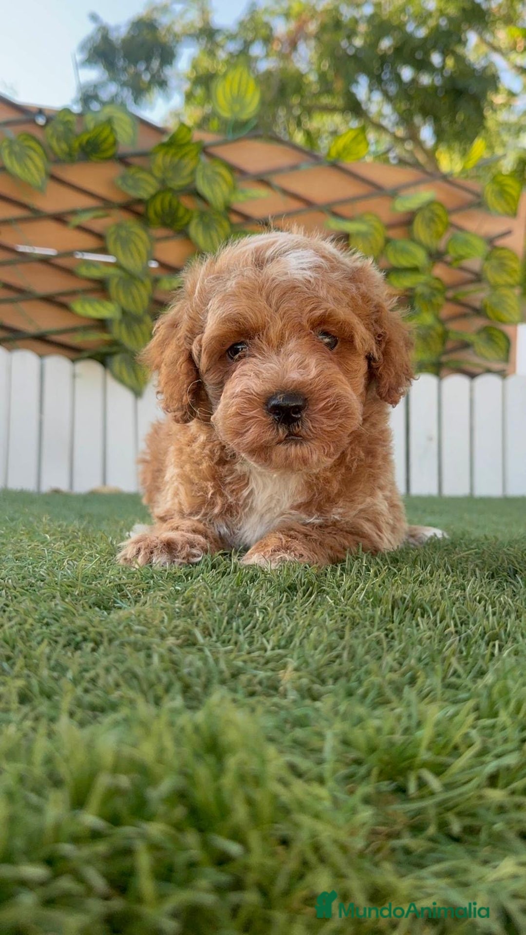 Caniche Toy perros en venta: CANICHE TOY MACHO - Imagen 9