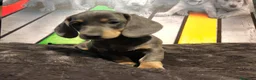 Teckel Miniatura perros en venta: Teckel miniatura  - Anuncio 2